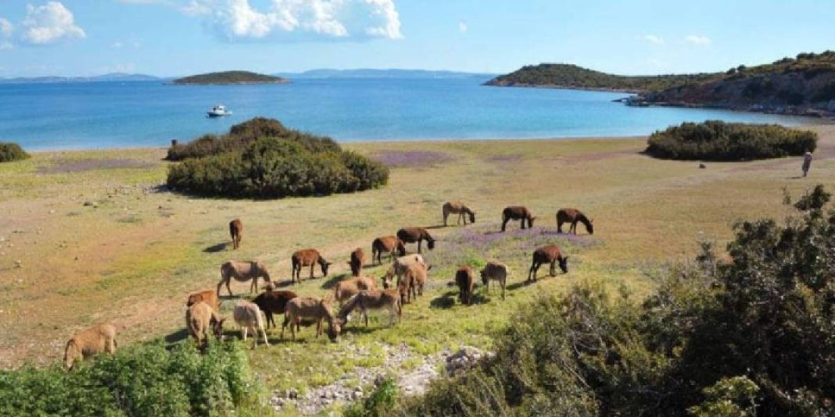 Eşek Adası nerede