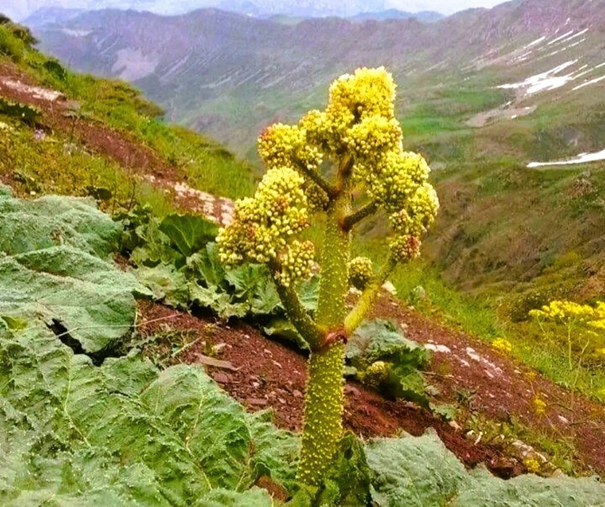 ışgın otu faydaları