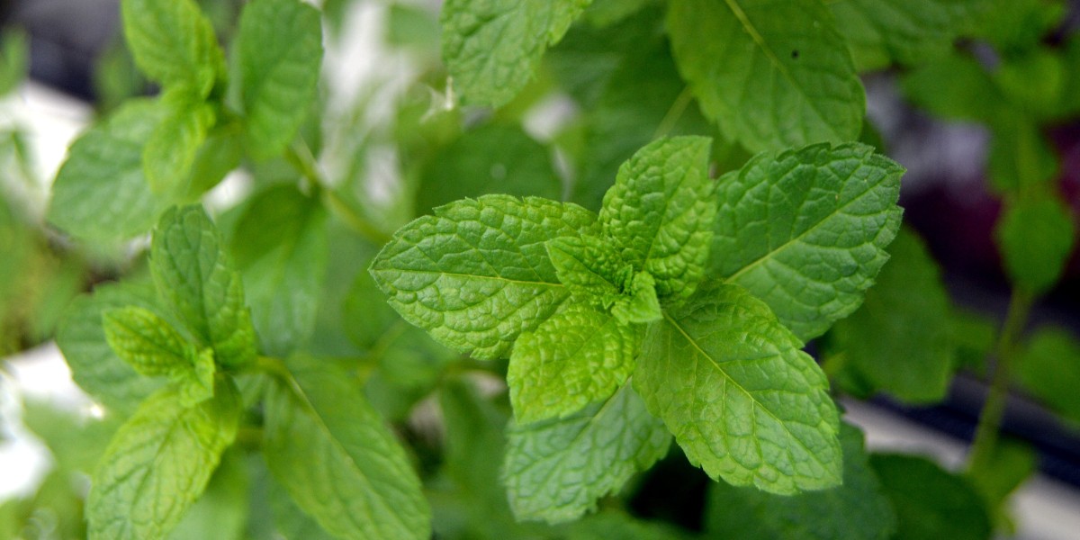 limon otu bitkisi etkileri