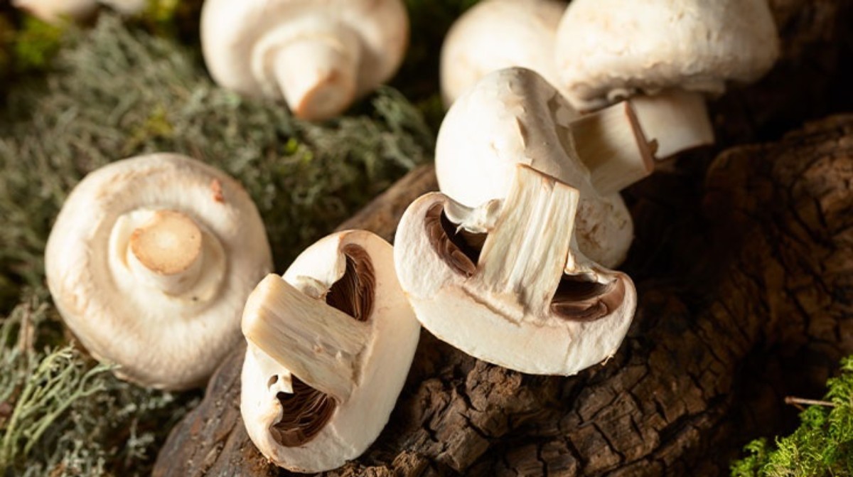 Mantar'daki Protein Gücü