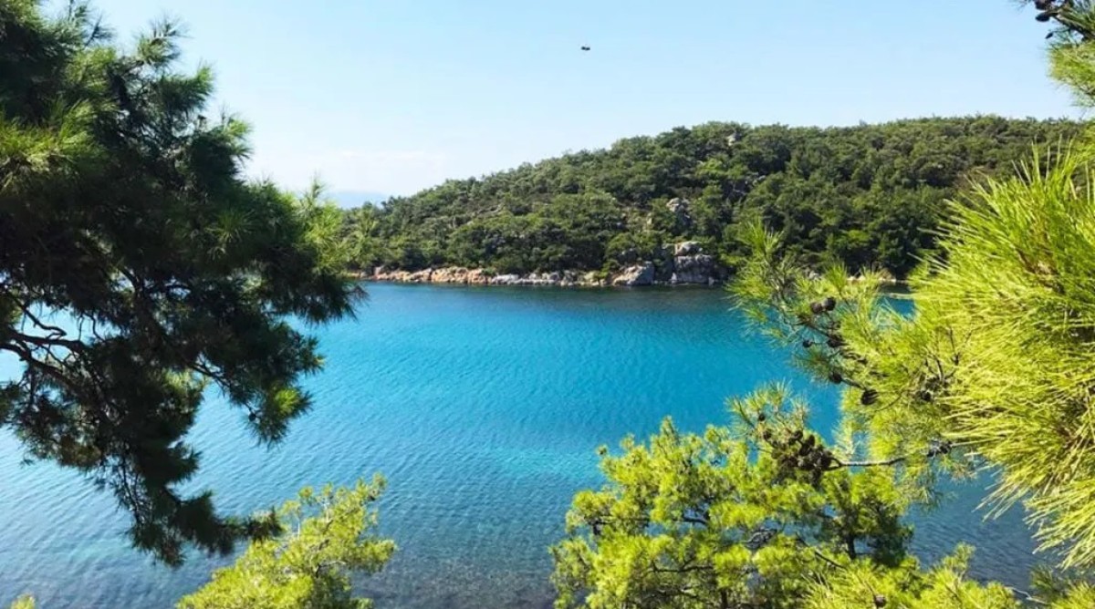 Patriça Koyunun özellikleri