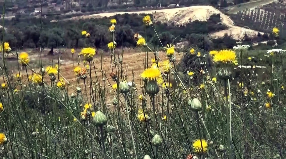 Tülüşah bitkisini koparana 557 bin TL para cezası