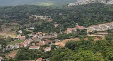 Cengiz ve Kanyon, İstanbul'da 224 bin ağaç kesecek