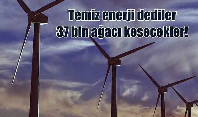 Temiz enerji diyerek 37 bin ağacı katledecekler