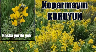 Eber Sarısı için koruma seferberliği
