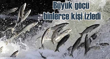 İnci Kefali göçünü binlerce kişi izledi