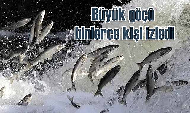 İnci Kefali göçünü binlerce kişi izledi