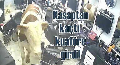 Kasaptan kaçan boğa kuaför salonuna girdi