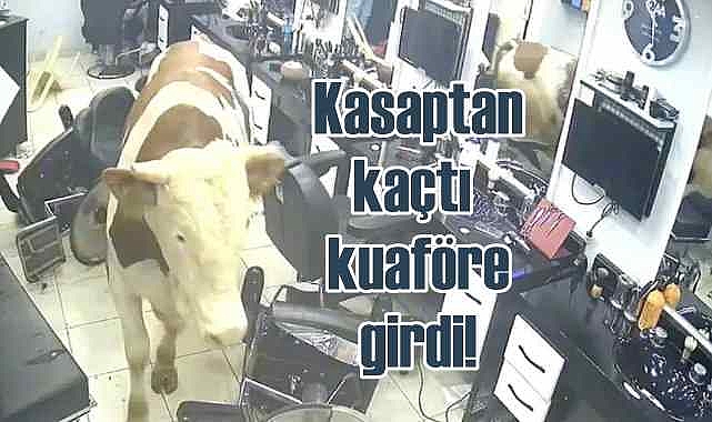 Kasaptan kaçan boğa kuaför salonuna girdi
