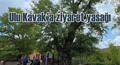 Yozgat Çekerek'de 2 asırlık 'Ulu Kavak' ziyarete kapatıldı
