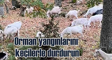 Orman yangınlarını kıl keçileri ile durdurun
