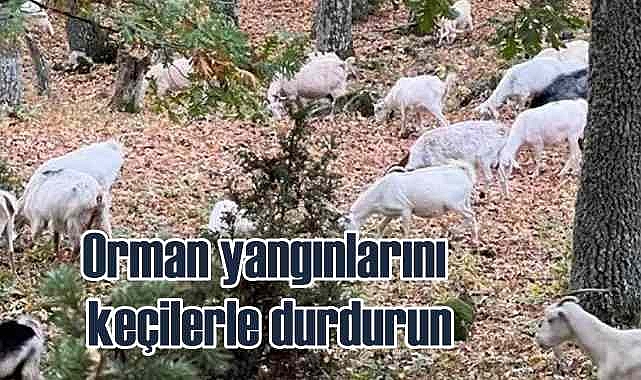Orman yangınlarını kıl keçileri ile durdurun