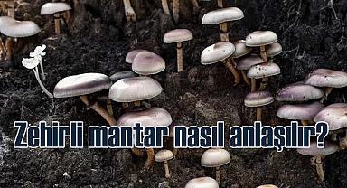 Uzmanından mantar uyarısı | Zehirli olduğu nasıl anlaşılır?
