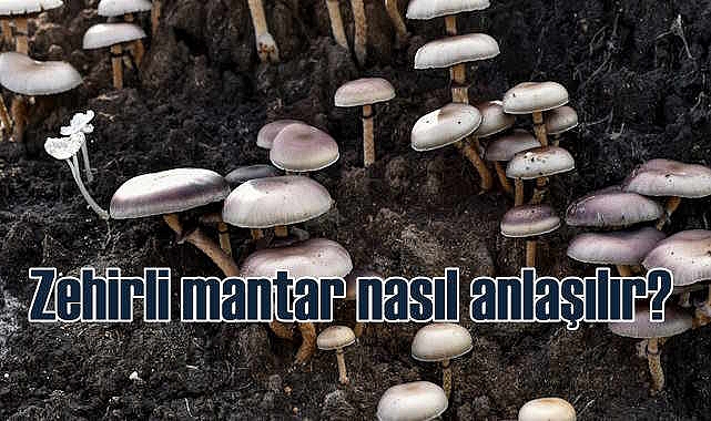 Uzmanından mantar uyarısı | Zehirli olduğu nasıl anlaşılır?