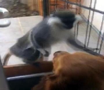 Bodrum'da kaçan saldırgan maymun korkuya yol açtı