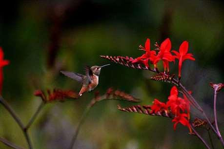 Hummingbird nedir?