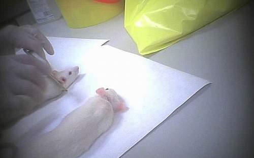Laboratuvar farelerine görülmedik eziyet