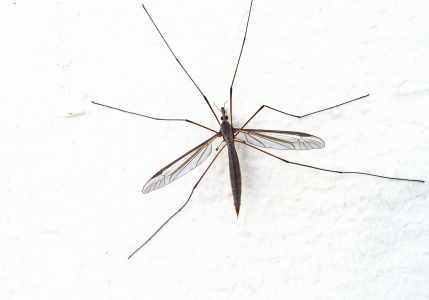 Sivri sineklere karşı en etkili buluş