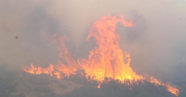 Alevler, Ayvalık'ta 12 hektar makiyi küle çevirdi