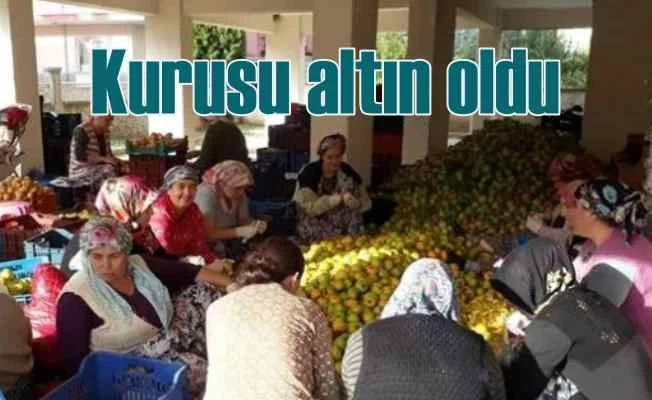 Kimsenin yüzüne bakmadığı cennet elması kurusu altına döndü