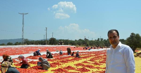 Avrupa'nın domatesi Torbalı'da kuruyor