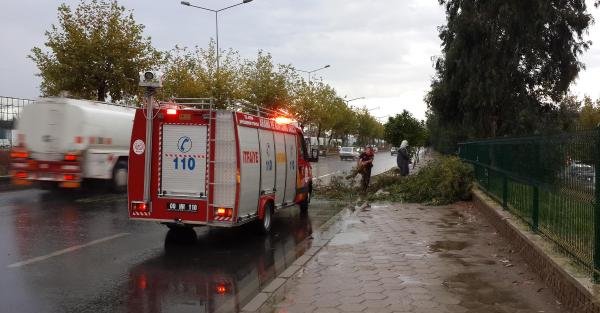 Aydın'da Şiddetli Rüzgar Ağaç Devrildi