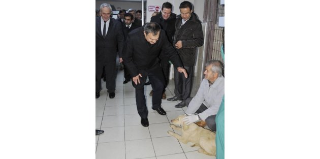 Bakan Eroğlu, 2 Kangal Köpeğini Cumhurbaşkanlığı Konutuna Gönderiyor