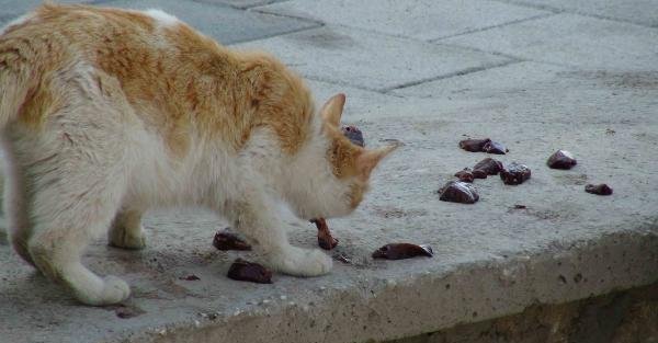 CHP'li Ağbaba'dan kedilere ciğerli önlem