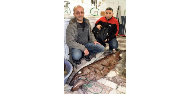 Datça'da zehirli okyanus balığı yakalandı