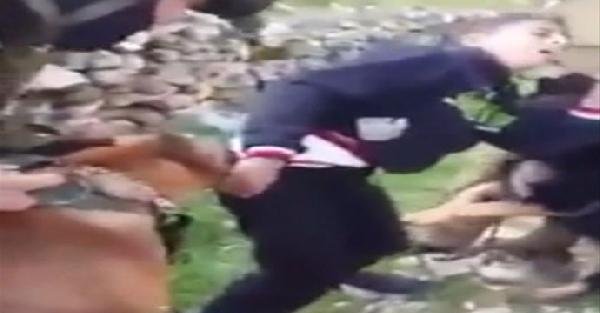 Filistinli çocuğun üzerine köpeği böyle saldırttılar
