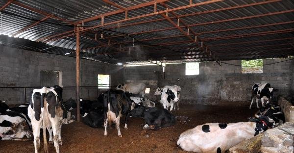 Fıskiye ile serinletilen ineklerde süt verimi artı