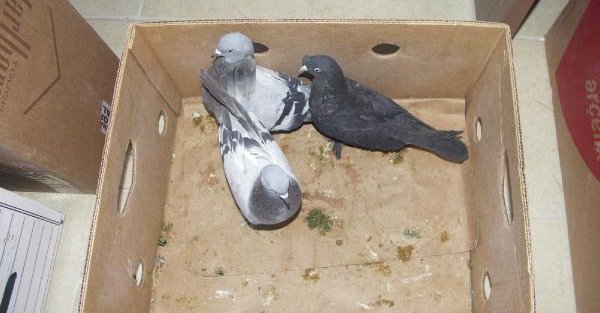 Güvercin Hırsızı Yakalandı