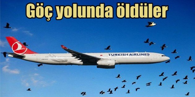 Hava alanında Göçmen kuş katliamı