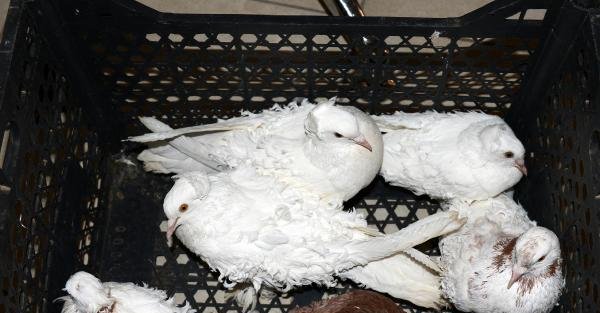 Hayvanat Bahçesi'nden çaldıkları güvercinleri satarken yakalandılar