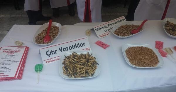Kadıköy'de Böcek İkramı