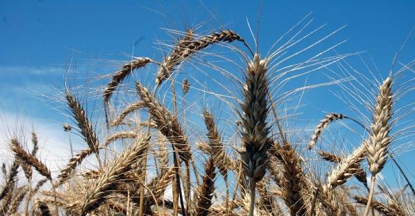 Karademir: Buğdayda verim kaybı beklenmiyor