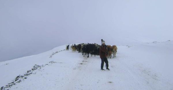 Kardan Kapanan Yolda Mahsur Kalan Çobanlar Ve 700 Hayvan Kurtarıldı