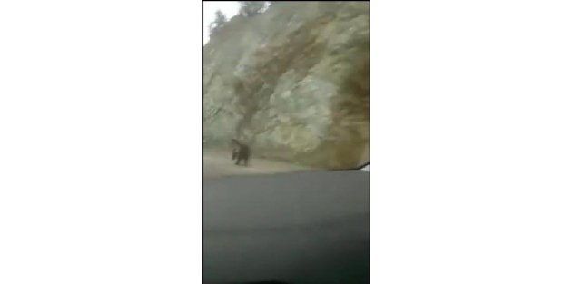 Kastamonu'da yol kenarında görülen ayı korkuttu