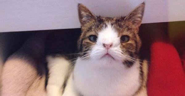 Kedi Pansiyonundan Kurtarıldı, Facebook'ta 67 Bin Kişi Beğendi