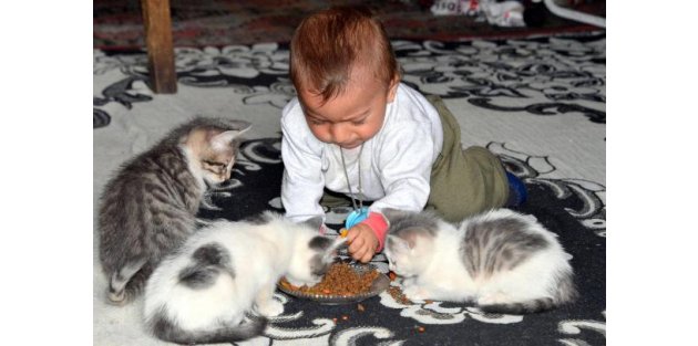 'Kedi yavruları, 10 aylık oğlumdan daha şanslı çıktı'