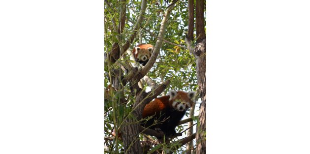 Kızıl panda Lale,Jale ve Hale'ye eş aranıyor