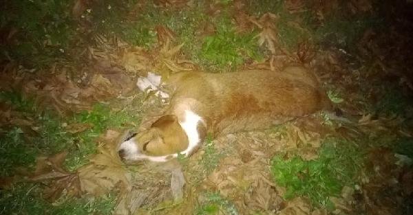 Kozan'da 10 Köpek Zehirlenerek Öldürüldü