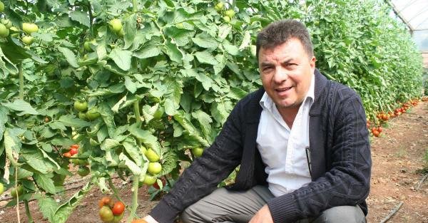 Mersin'de yazlık sera domatesi hasadı başladı