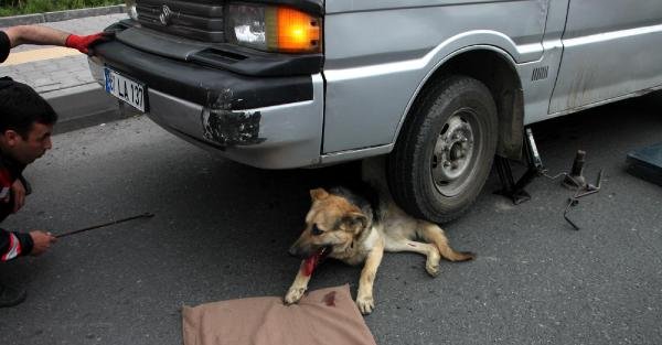 Minibüsün altında sıkışan köpeği itfaiye kurtardı