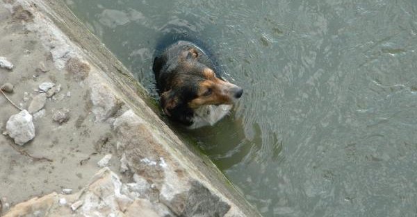 Nehirden çıkan köpeğin üzerine ceketini örttü
