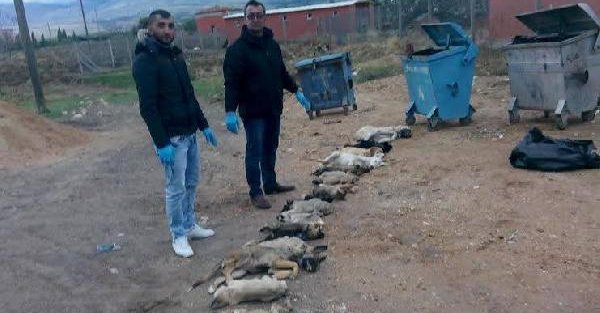 Niğde Hayvan Barınağı Çöp Konteynırında 18 Köpek Leşi Bulundu