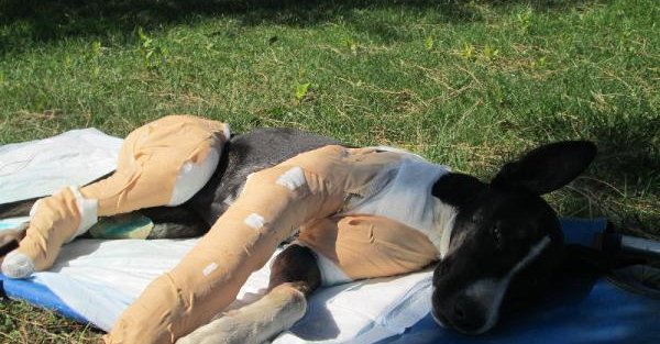 Otomobil Çarpan Köpeğin 3 Bacağı Kırıldı