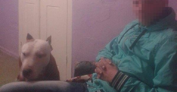 Pitbull köpeğiyle korkuttuğu kız arkadaşına cinsel saldırıdan tutuklandı