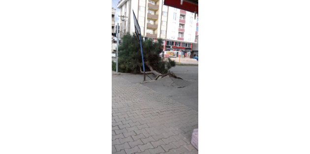 Samsun'da şiddetli rüzgar ağaçları devirdi