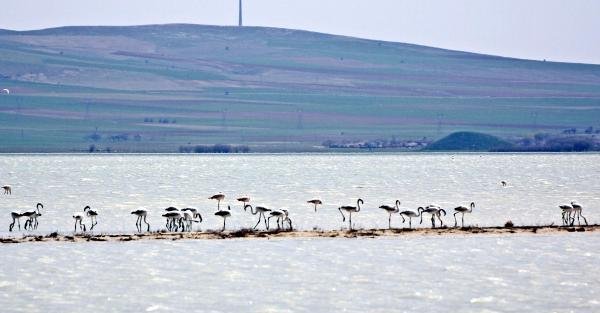 Seyfe Gölü’nde flamingo yavruları heyecanı